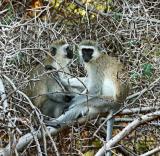 vervet (aka blue-balled) monkeys in a thorn tree