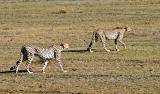 pair of hunting cheetahs