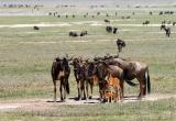wildebeest with young