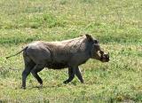 a particularly beautiful warthog