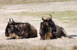resting wildebeest