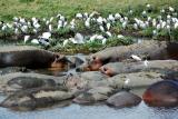 a pool of hippos complete with egrets