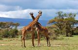 giraffes on the serengeti plain