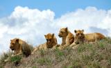 a pride of lions resting in the mid-day sun