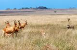 standoff between hartebeests and warthog