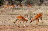 dueling impala