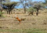leaping impala