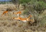 leaping impala II