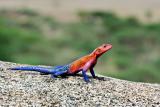 a most colorful lizard