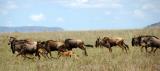 running wildebeest with young