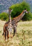 young giraffes
