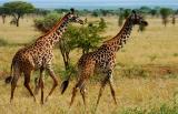 running giraffes
