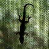lizard on the window
