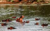 hippos in the Grumeti river