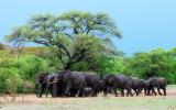 a large family of elephants