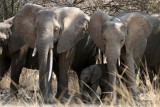 Elephants encircle tiny baby