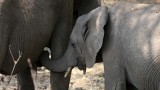 Baby elephant nursing