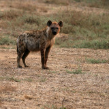 Hyena in morning light