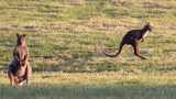 We actually saw kangaroos in Kangaroo Valley!!