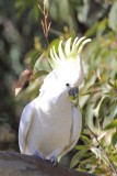 Sulphur-crested cockatoo