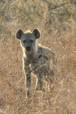 Hyena