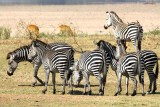 A dazzle of zebra