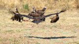 Vulture coming in to land