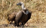 Hooded vulture