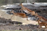Impalas leaping!