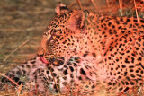 Large female leopard