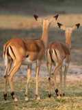 Impala from behind