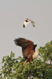 White-crowned plover and fish eagle