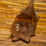 Peters bat in our chalet roof