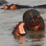 Hippo baby yawn