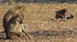 A baboon tussle