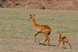 Mother and baby puku