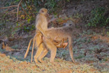 Baboons rogering (with baby on board!)