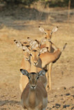 Impala line up