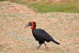 Ground hornbill