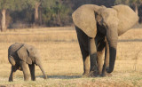 Young elephant scratches leg