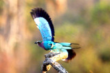 Lilac-breasted roller flies!