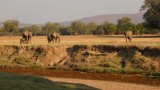 Elephants saying goodbye