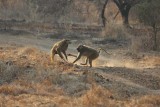 Male baboons arguing