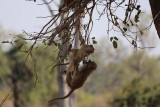 Baboon babies play