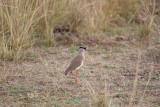 Crowned plover