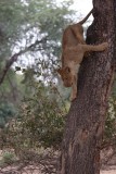 Lion climbs down