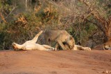 Lion affection