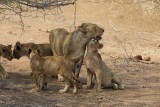 Cub snuggles lioness