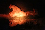 Lion cubs at night