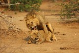 Lions mating